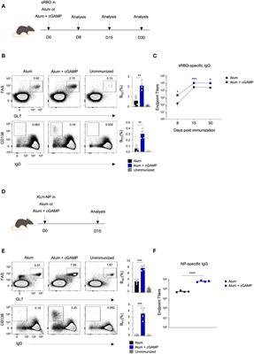 The role of cGAMP via the STING pathway in modulating germinal center responses and CD4 T cell differentiation